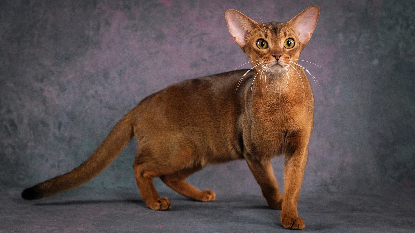 Абиссинец из России был признан самым красивым котом в мире