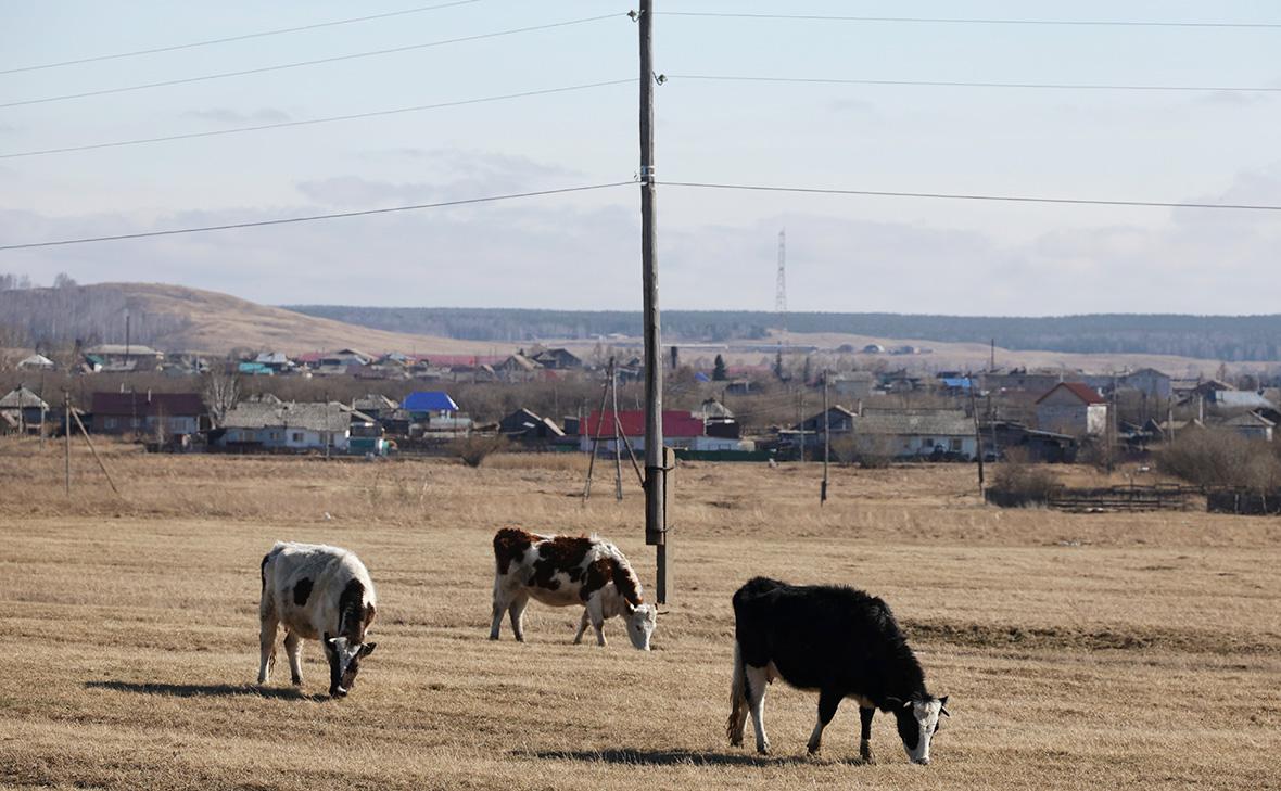 Корова в лизинг: как меняется роль привычного финансового инструмента