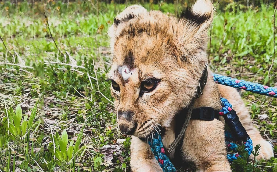 Светлана Радионова / t.me