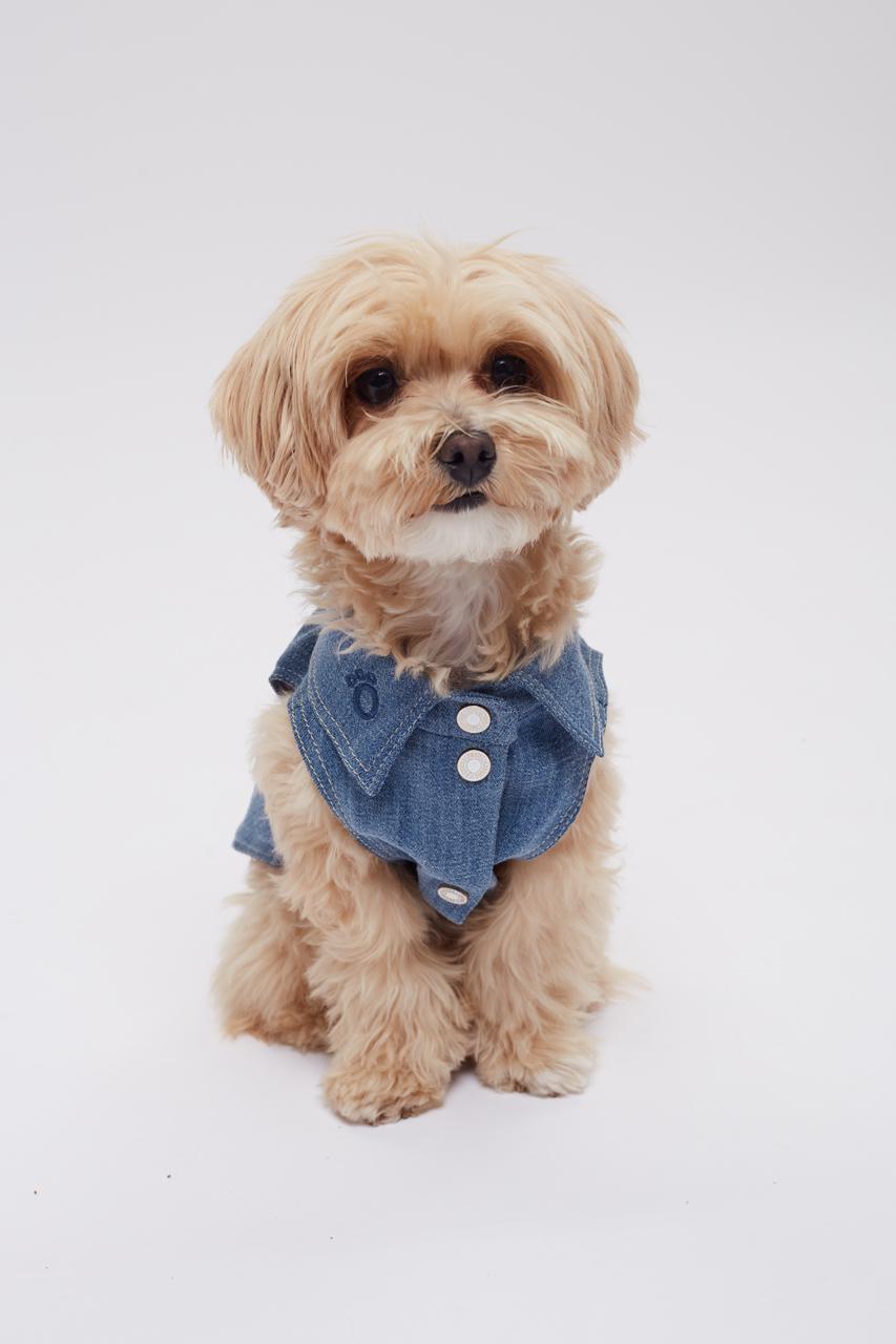 Фото: Hug me dog