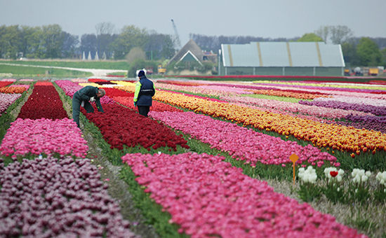 Плантации тюльпанов в пригороде Амстердама