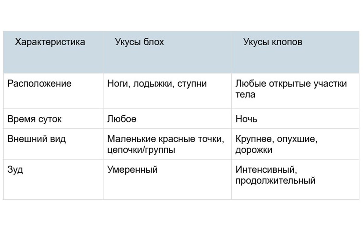 Как выглядят укусы блох на человеке и чем они опасны