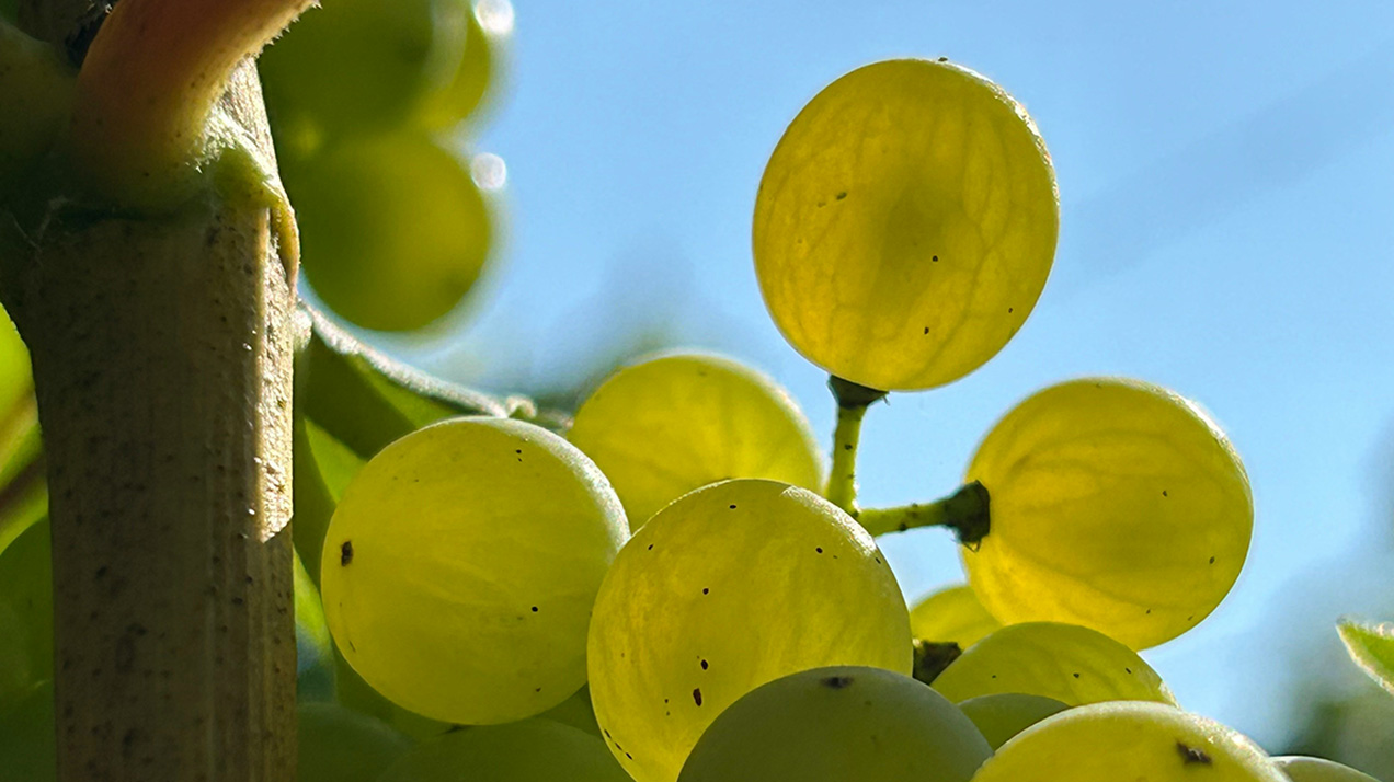 Винодел Roederer сравнил сбор урожая в Шампани с «Формулой-1»