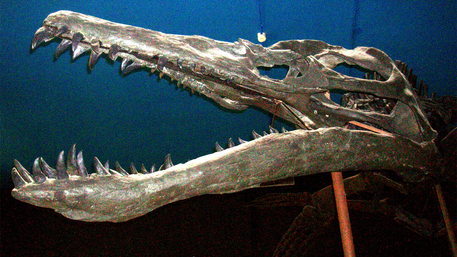 <p>Череп вымершего плеозавра Liopleurodon ferox</p>