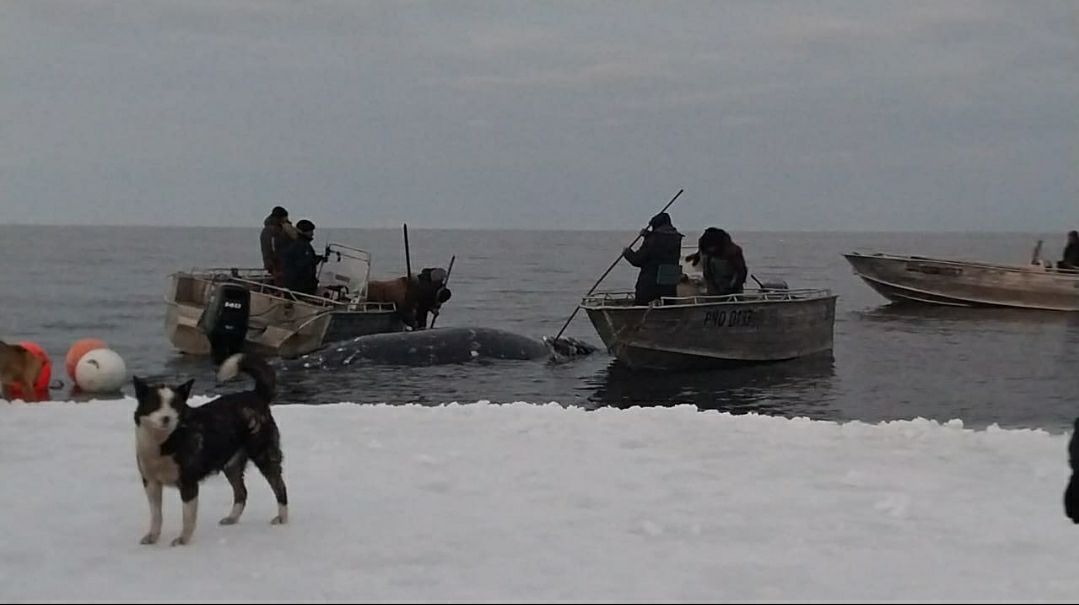 Фото: тг-канал / uelen_chukotka