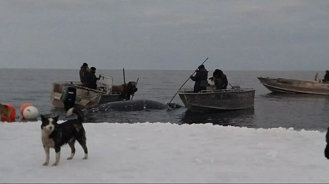 тг-канал / uelen_chukotka