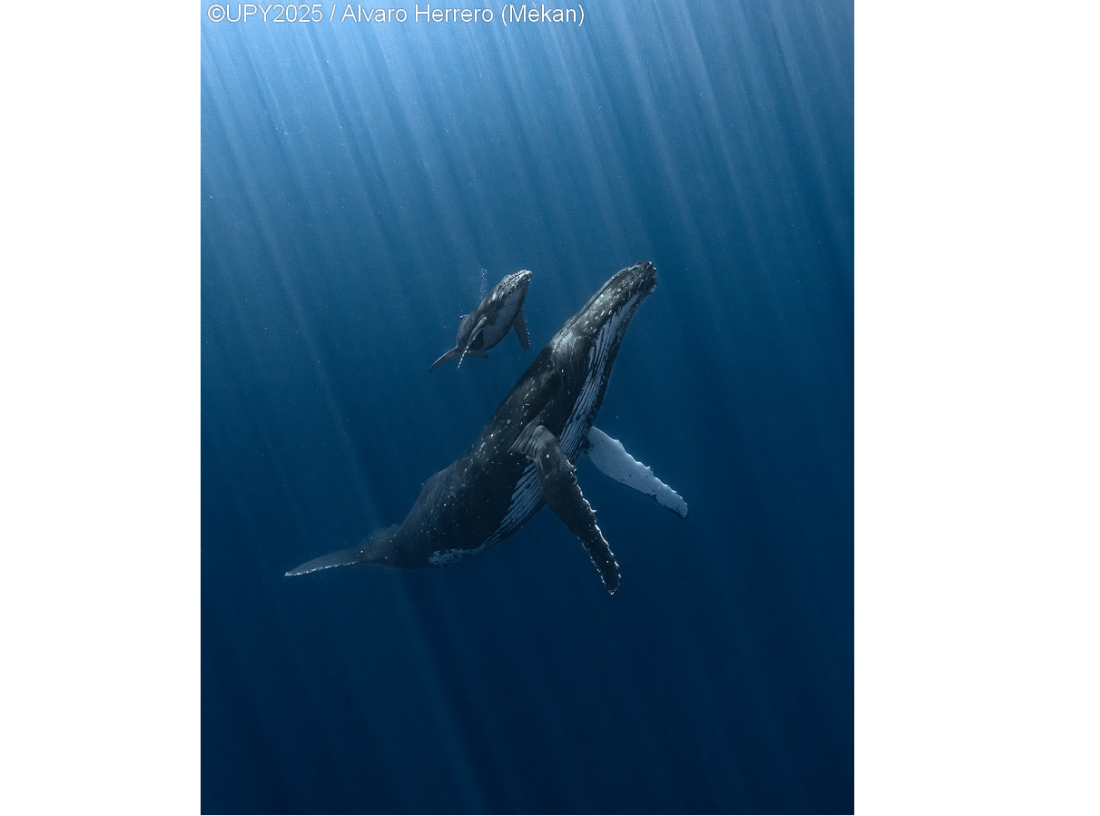 Горбатые киты