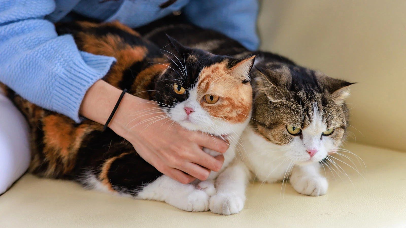 В ноябрьские праздники резко вырос спрос на зоонянь и догситтеров