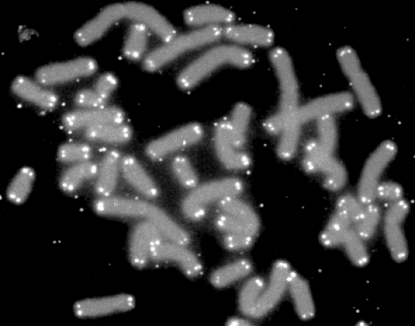 Теломеры видимы в световой микроскоп: их можно окрасить таким образом, чтобы они отличались по цвету от центральных частей каждой хромосомы. Световые пятна на фото &mdash; это и есть теломеры на концах хромосом.