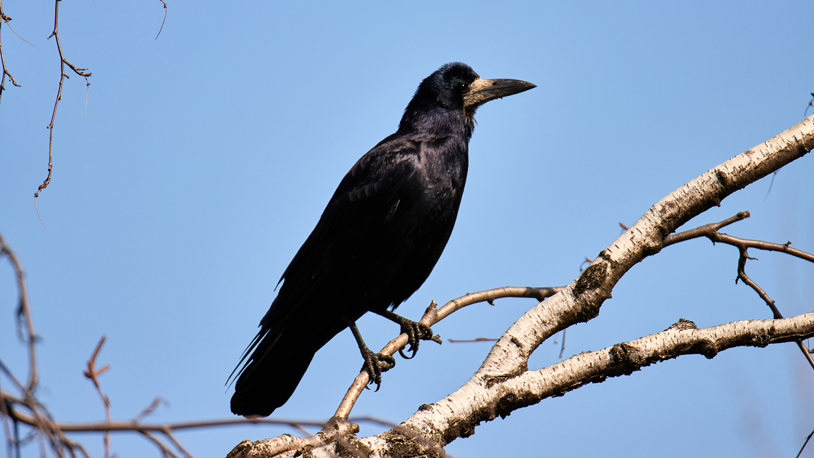 Если грачи прилетают рано и сразу садятся на гнезда, значит, устойчивое тепло уже близко