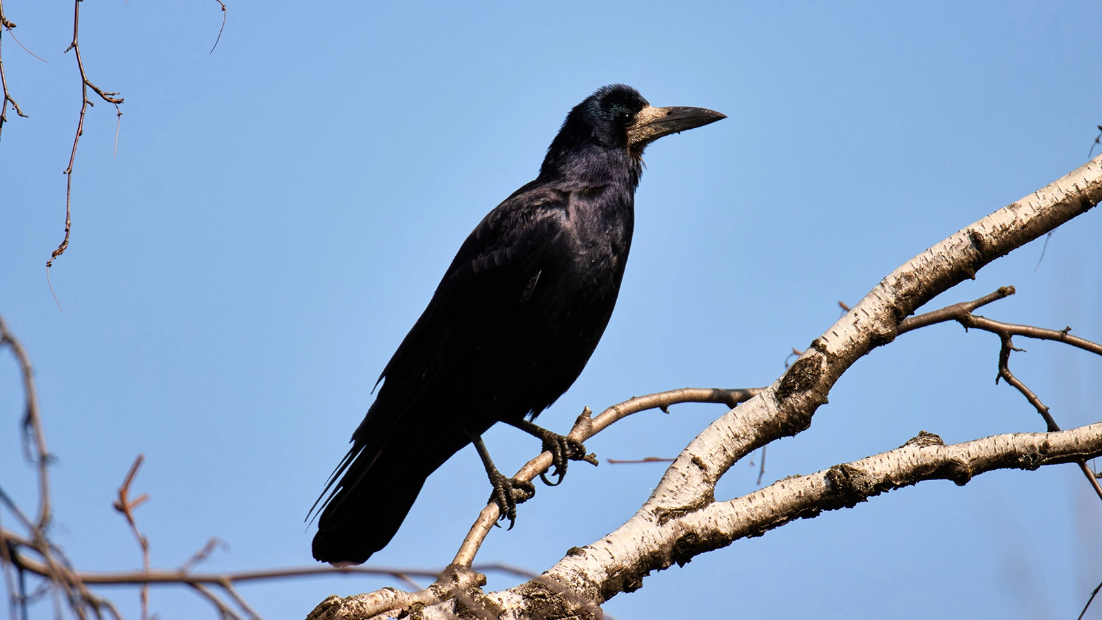 Если грачи прилетают рано и сразу садятся на гнезда, значит, устойчивое тепло уже близко