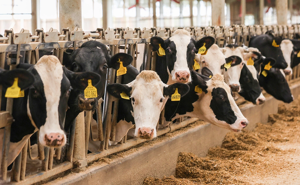 Арина Антонова / ТАСС