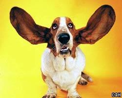 Самые длинные собачьи уши – у бассета из Великобритании