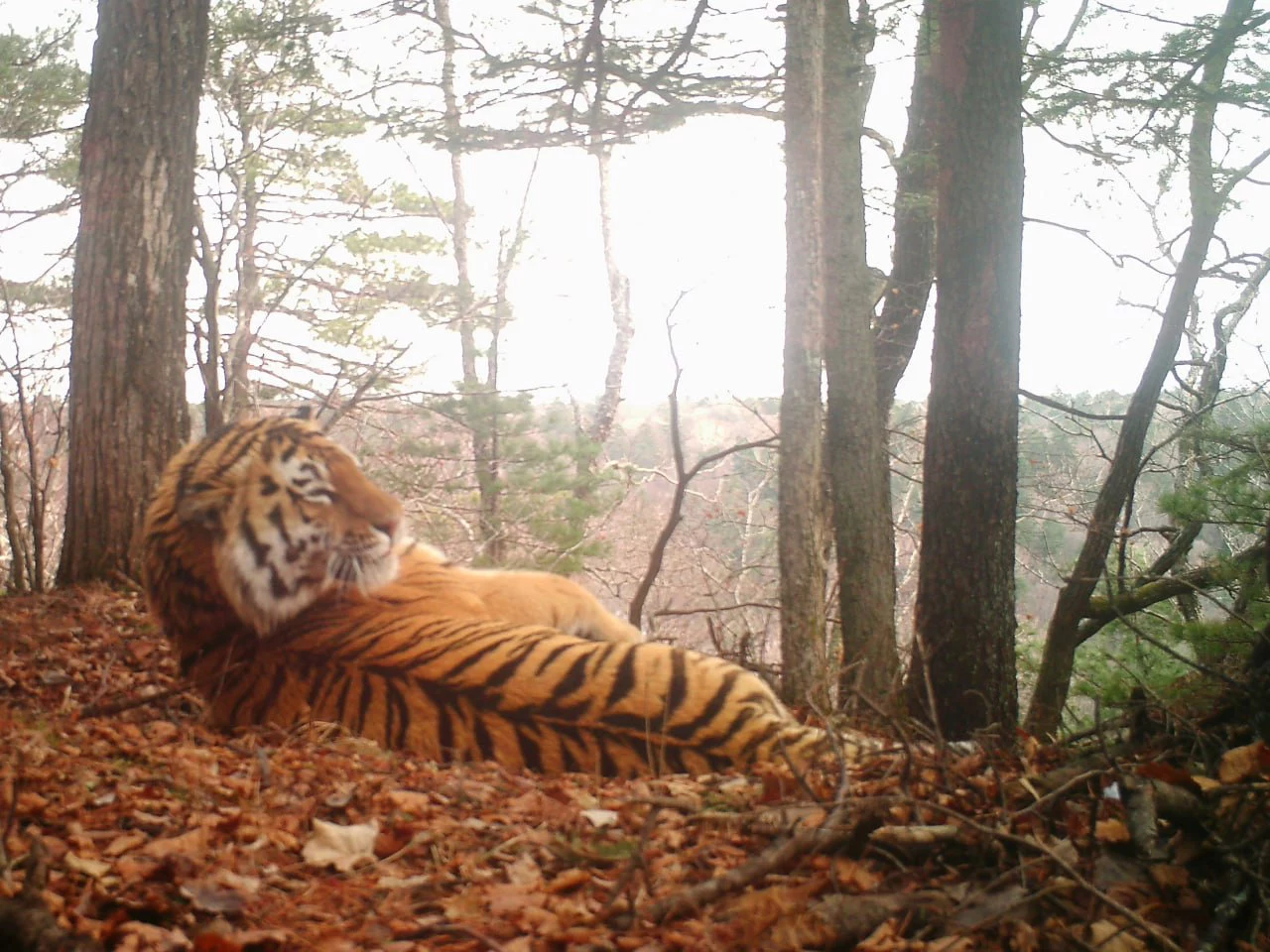 ФГБУ "Земля леопарда"