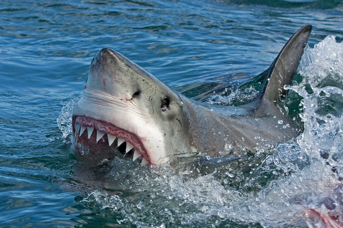 <p>Nature: за последние полвека число акул и скатов в Мировом океане сократилось на 71%</p>