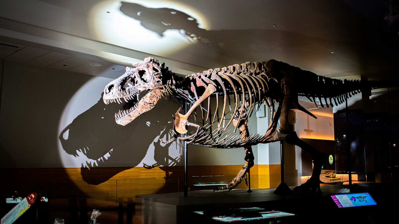 <p>Сью &mdash; самый хорошо сохранившийся тираннозавр рекс в мире. Музей&nbsp;естественной истории в Чикаго, Иллинойс</p>