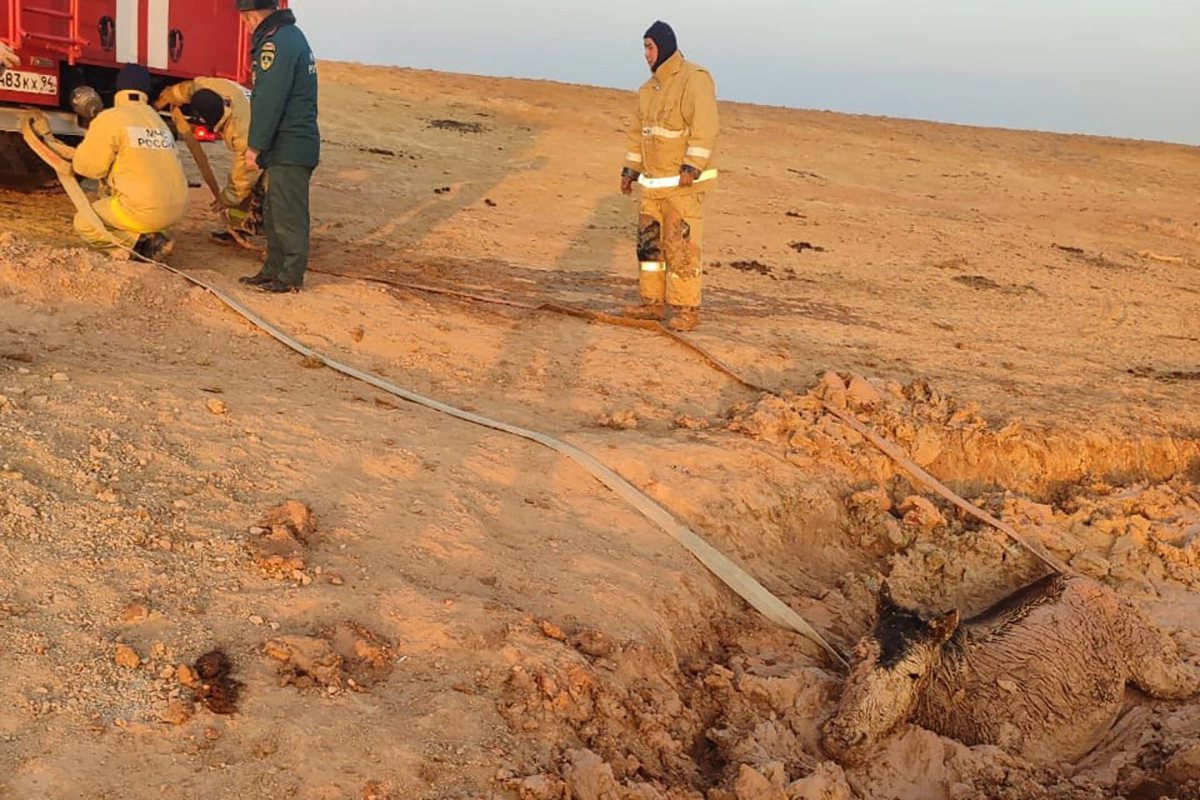 На Байконуре сотрудники МЧС спасли увязшего в трясине жеребенка