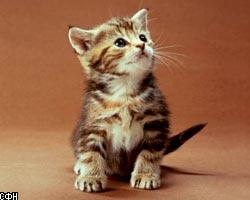 Римские кошки признаны биокультурным достоянием