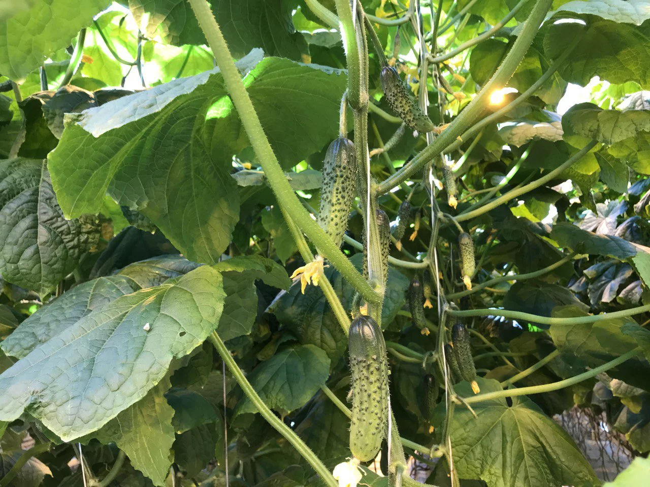 РБК Приморье