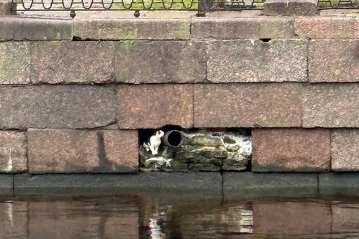 Кот, застрявший на набережной канала Грибоедова