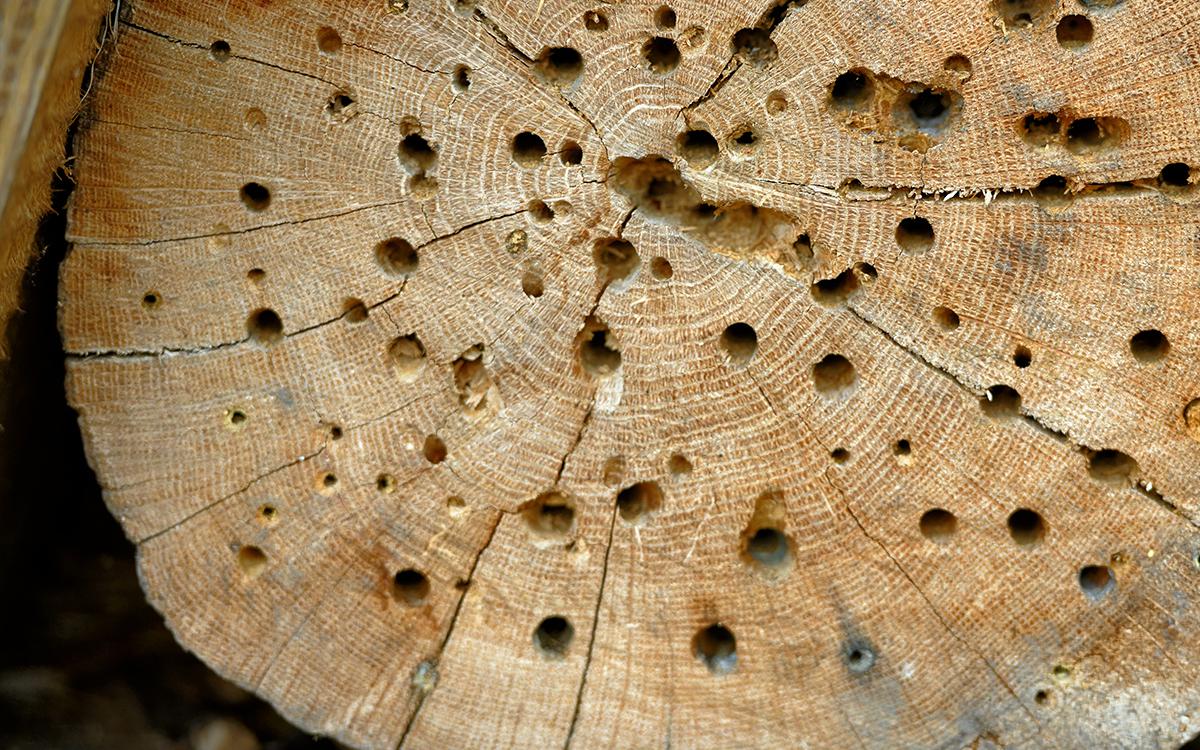 Фото: Bildagentur Zoonar GmbH / Shutterstock / FOTODOM 