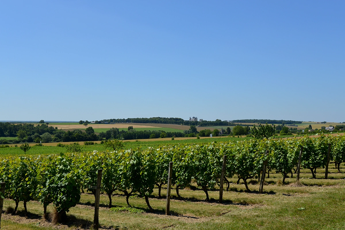 Аппелласьон Chinon AOC