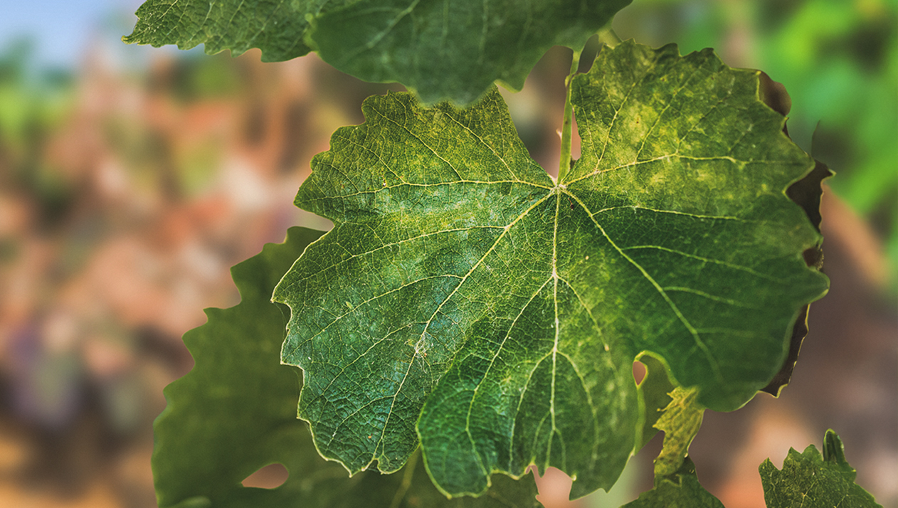 Виноградники Венгрии оказались под угрозой гибели из-за болезни