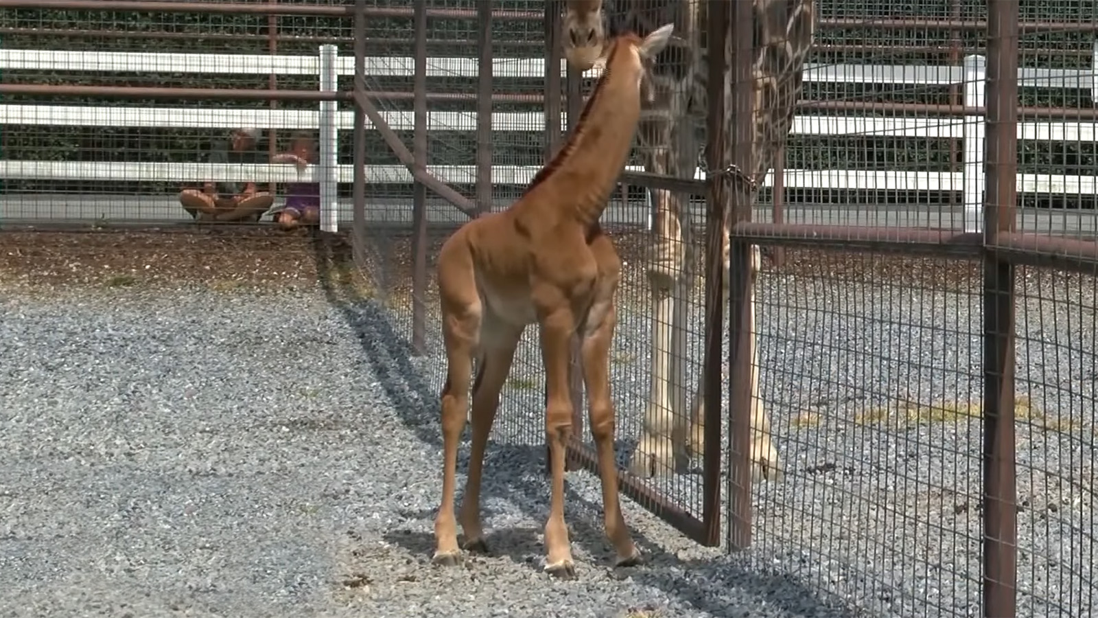 В Теннесси родился детеныш жирафа без пятен. Вы такого никогда не видели |  РБК Life