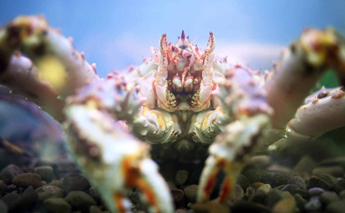 Евгений Биятов / РИА Новости