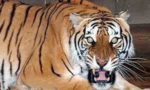 В Приморье на автомобилистов охотится тигрица