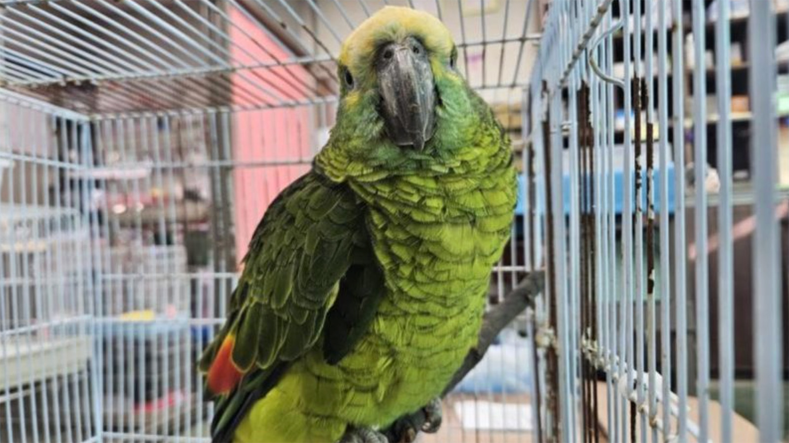 Желтолобый амазон