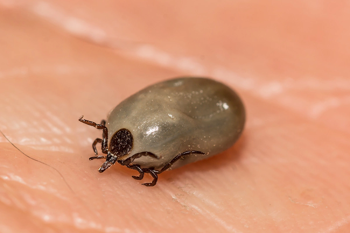 Черноногий клещ (Ixodes scapularis) переносит вирус Повассан