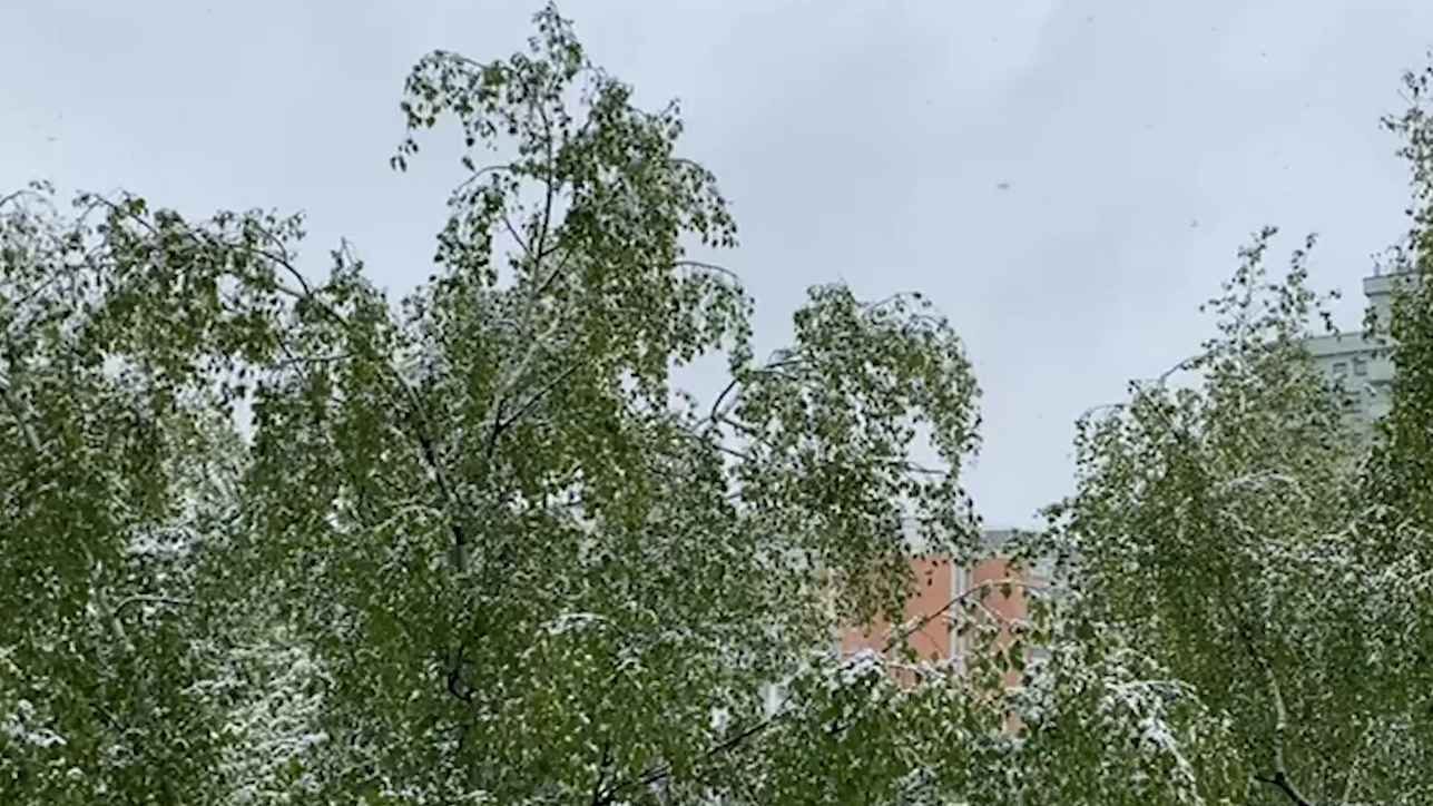 Майский снегопад в Москве. Видео