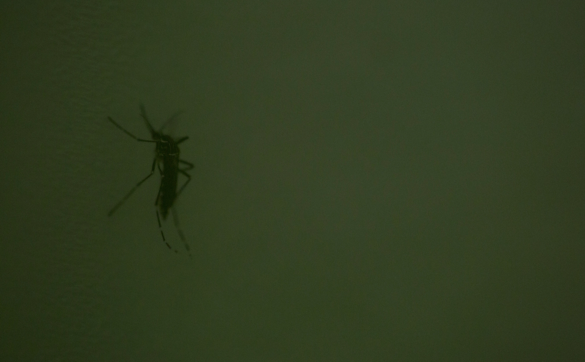 Victor Moriyama / Getty Images