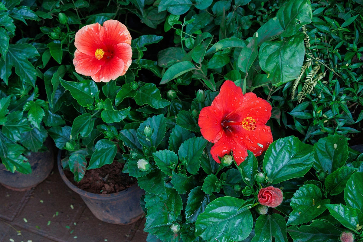 Следите за освещением, оно очень важно для гибискуса