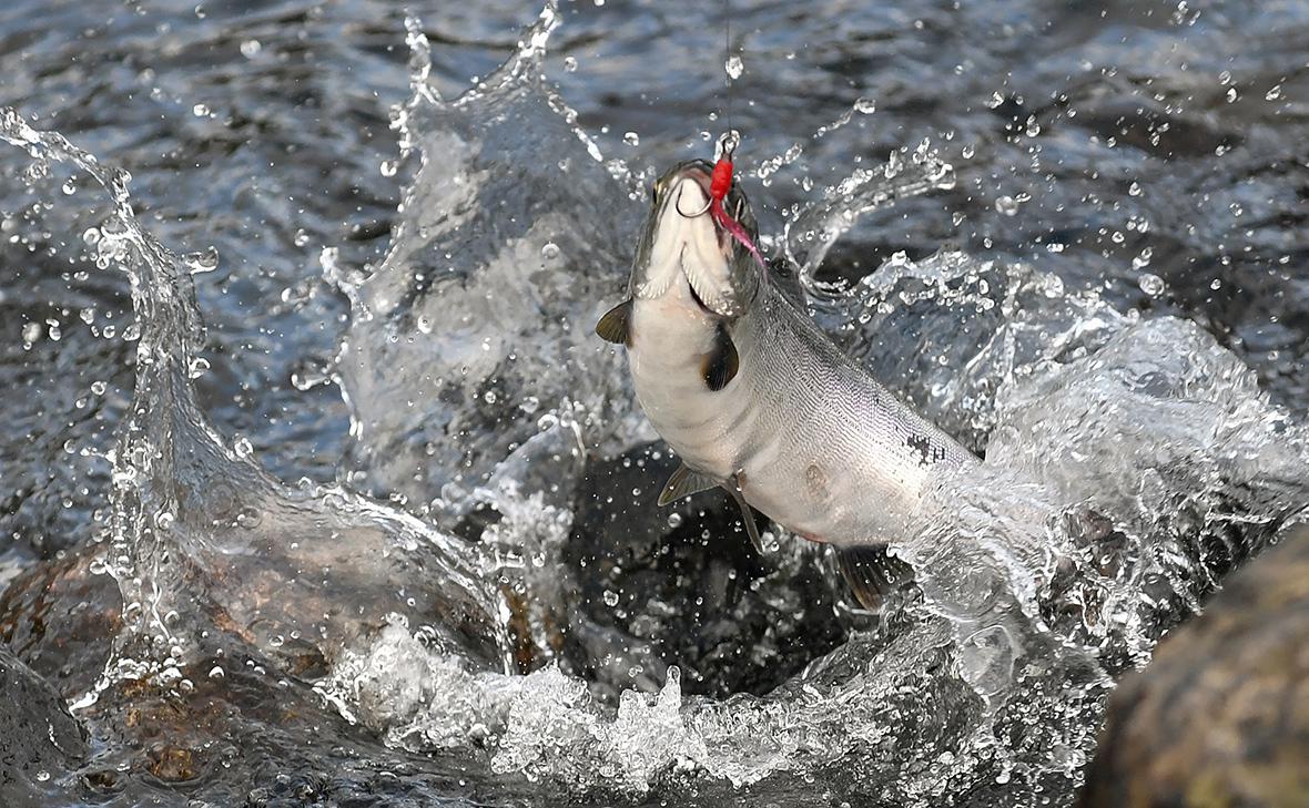 Крупнейший производитель лосося: «Инвесторы склонны к морепродуктам» — РБК