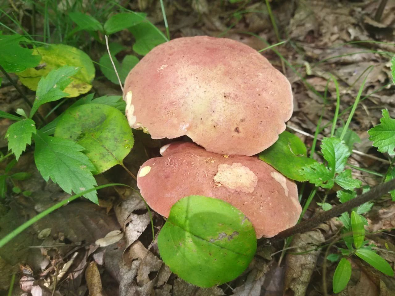 РБК Приморье