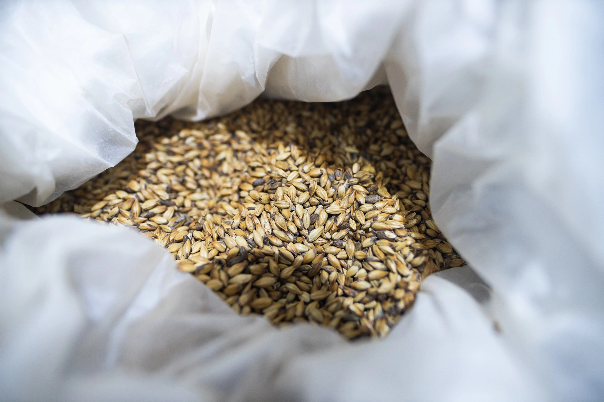 Александр Подгорчук