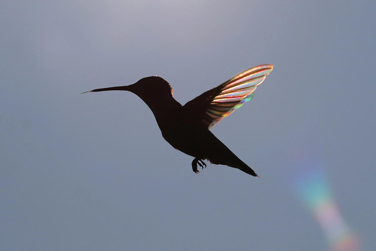 Птицы, в рацион которых входят фрукты и нектар с большим содержанием сахара, могут потреблять «значительное количество» этанола