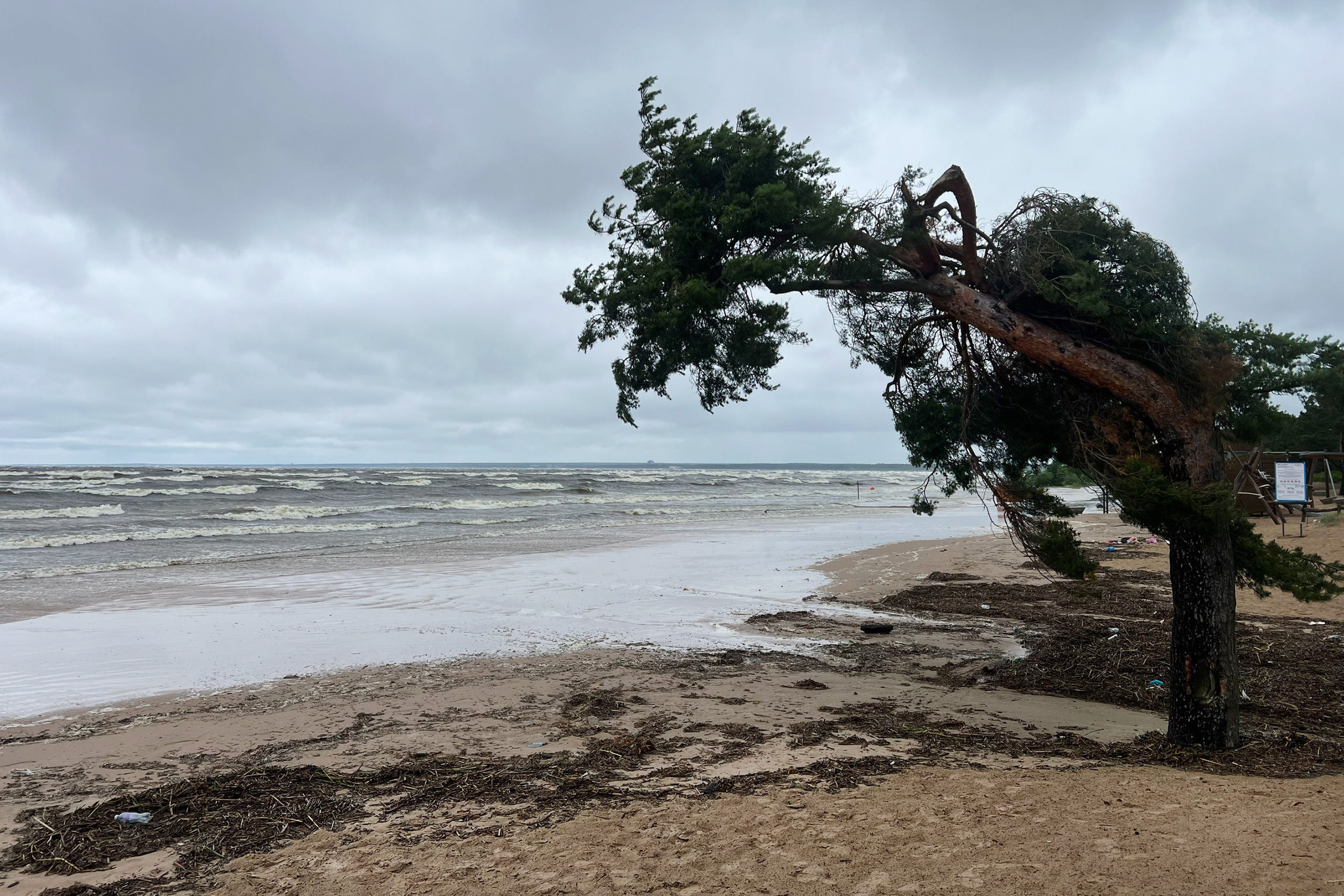 За ночь и утро ветер повалил 137 деревьев в садах и скверах Петербурга, рассказал председатель комитета по благоустройству Санкт-Петербурга Сергей Петриченко.