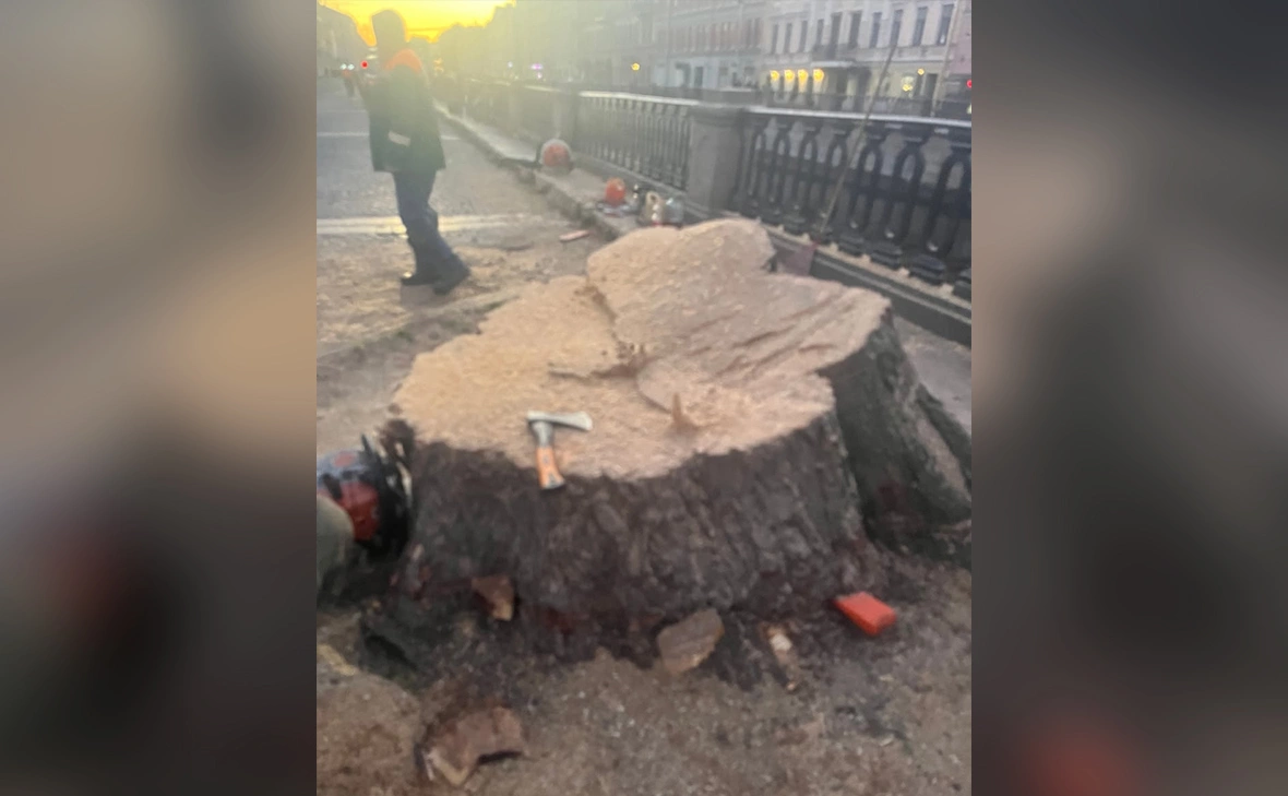 Деревья Петербурга / VK