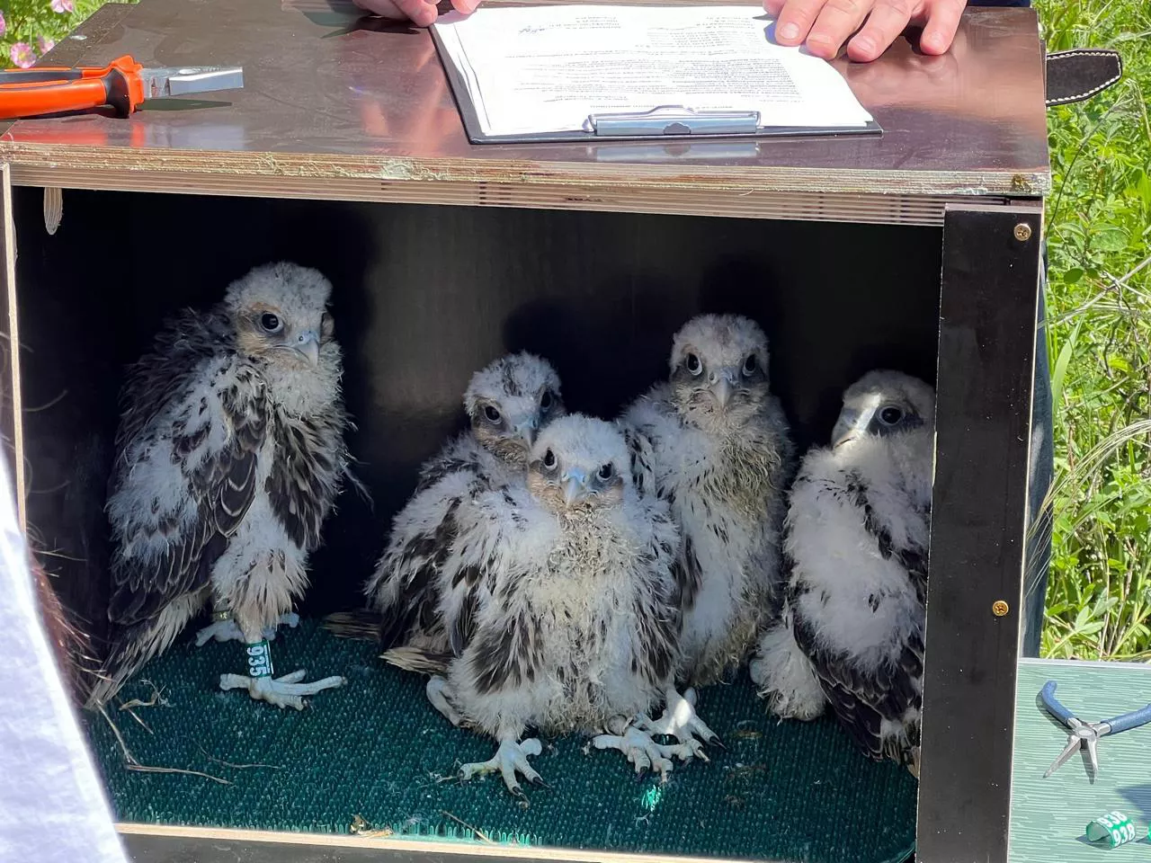 пресс-служба минэкологии РТ (на фото: птенцы сокола-балобана)