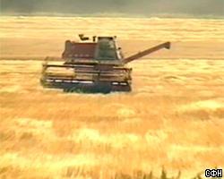 Урожай зерна в России сократится в этом году на 12%