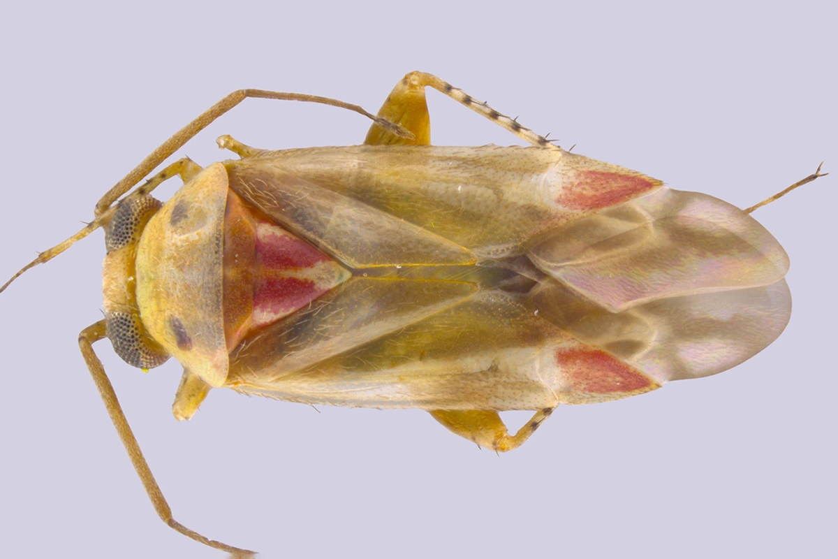 Swiftiephylus taylorae