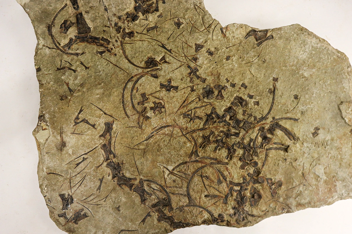 <p>Окаменелые останки&nbsp;проторозавра&nbsp;вида Trachelosaurus fischeri, обитавшего в морской среде примерно 247 млн лет назад</p>