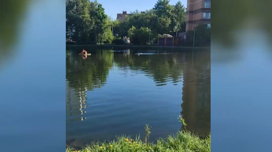 На востоке Москвы заметили плавающих лосей