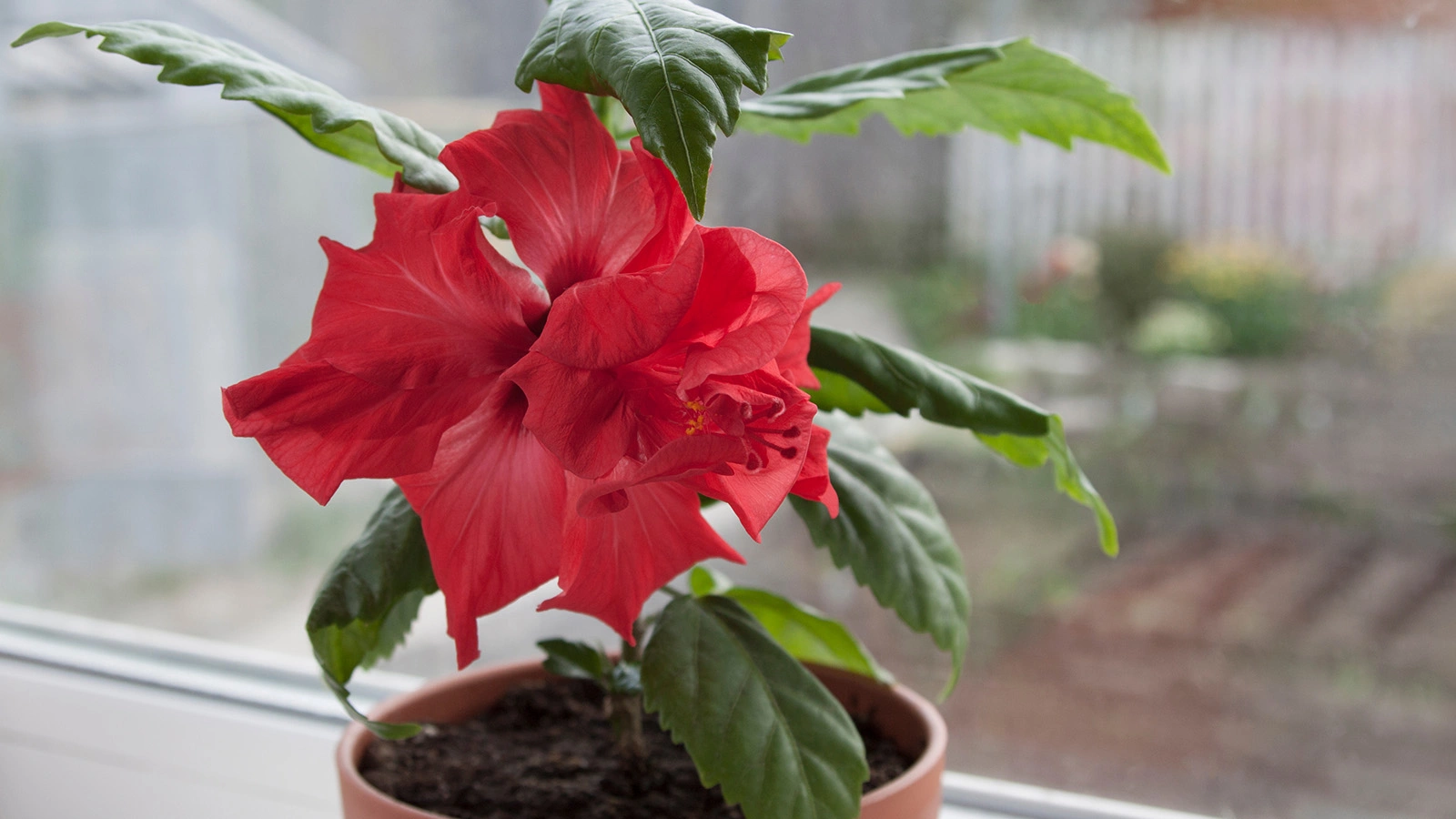 Разные сорта гибискуса выращивают как декоративные в садах и на балконах благодаря ярким, крупным и эффектным цветкам