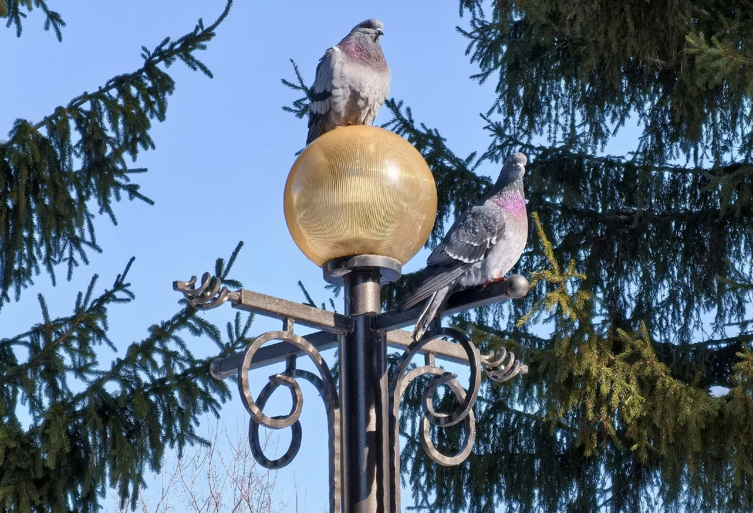 Алексей Коваленок / РБК Новосибирск
