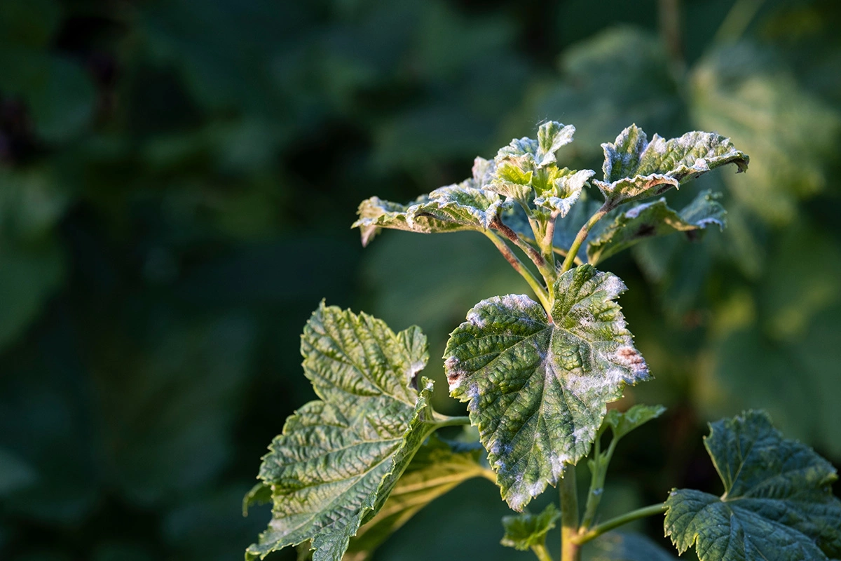 Мучнистая роса проявляется белым налетом на листьях смородины