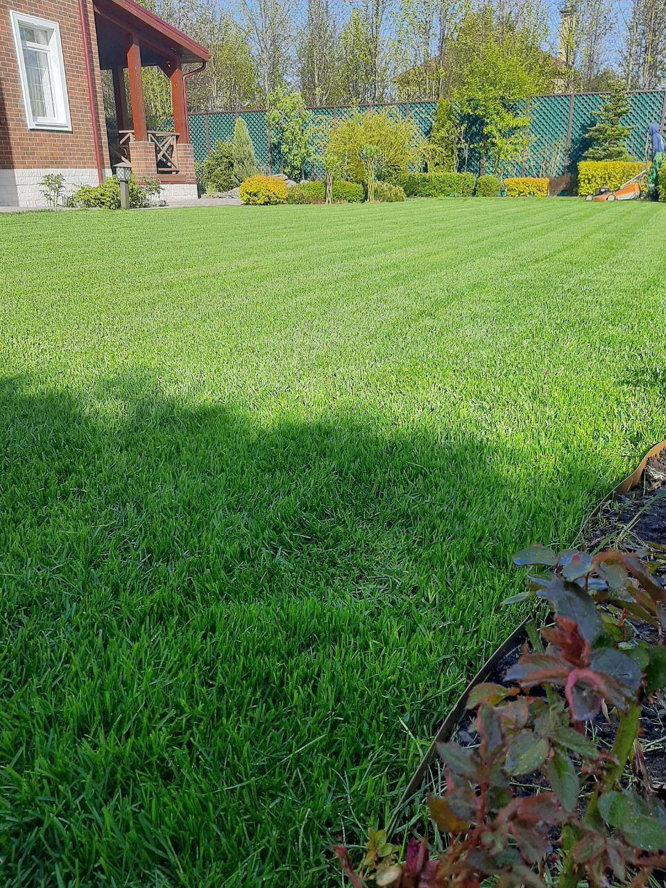 Сеять газонную траву можно в любое время после прогревания почвы и до самых заморозков